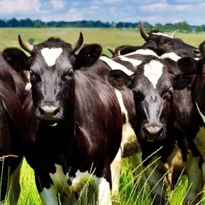 Livestock Management